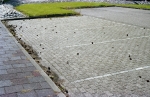 dennenappels-in-zeeland